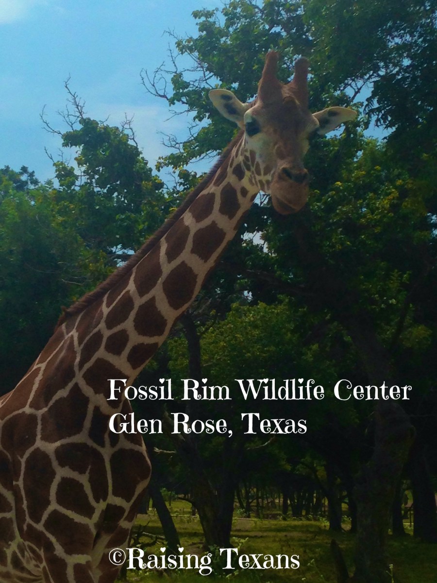 Fossil Rim – Raising Texans